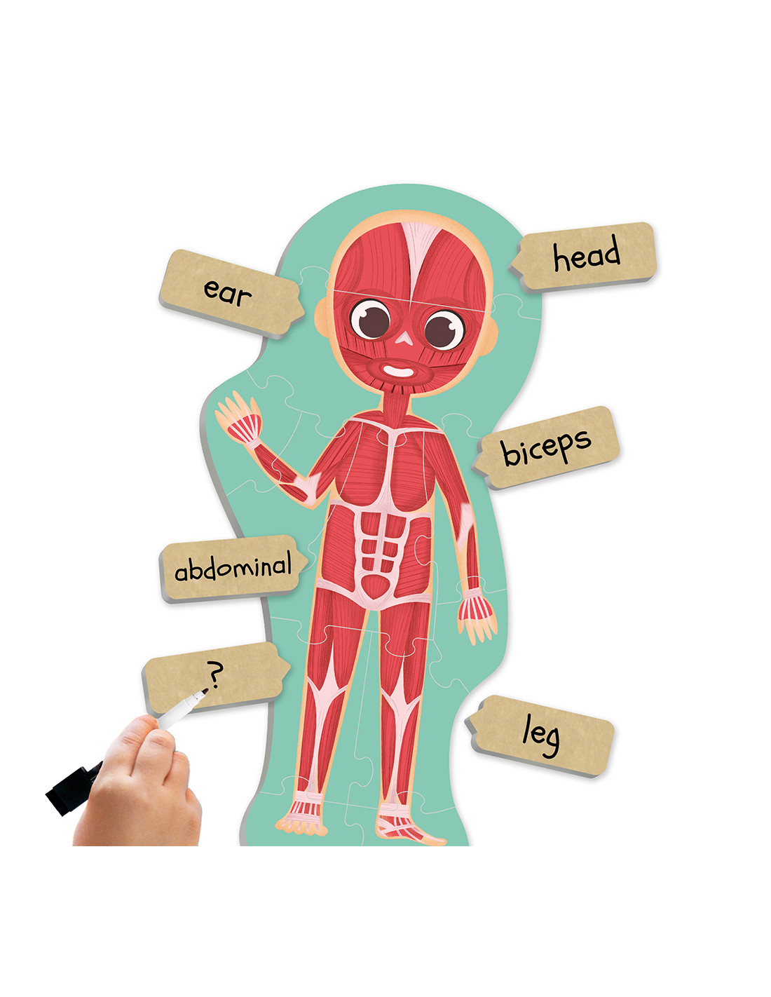 Puzles – Atklāj un iepazīsti cilvēka ķermeni - Image 2